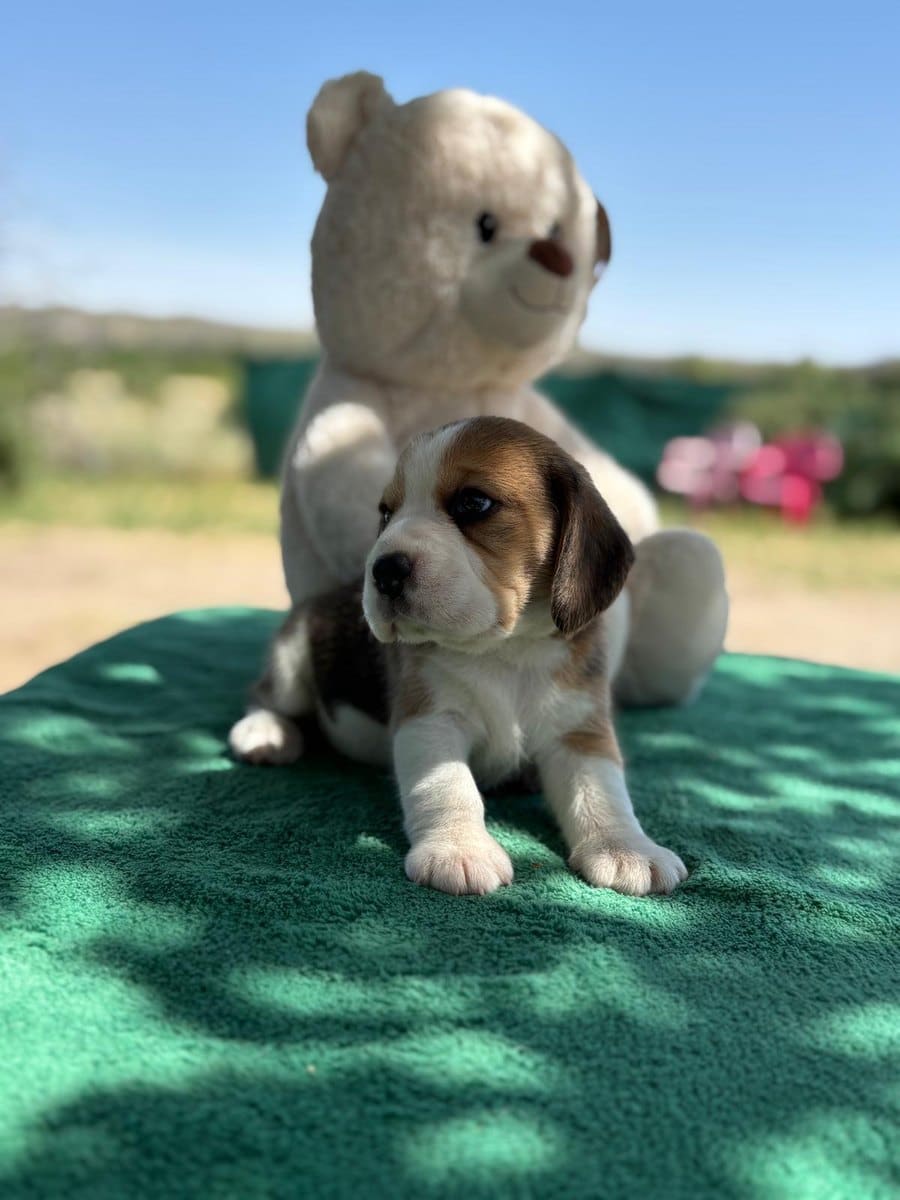 Cachorro Beagle de El Imperio Canino