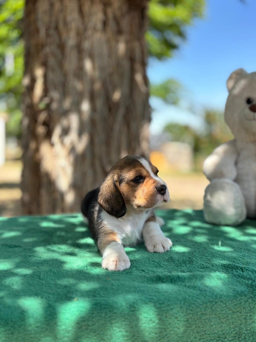 Cachorro Beagle en el jardín