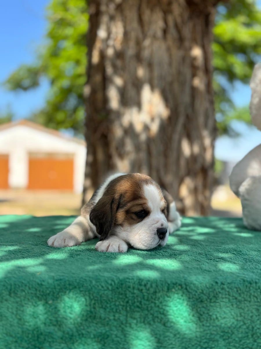 Cachorro Beagle descansando en el jardín