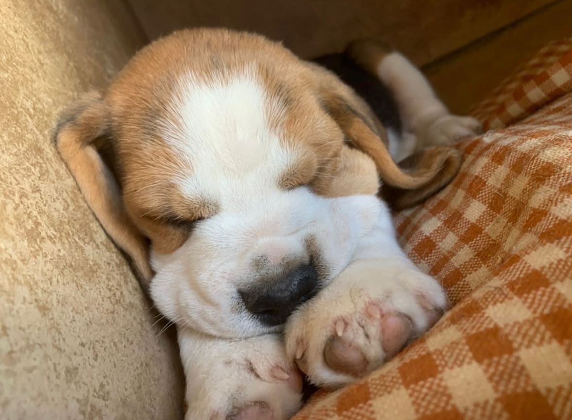 Cachorro Beagle durmiendo