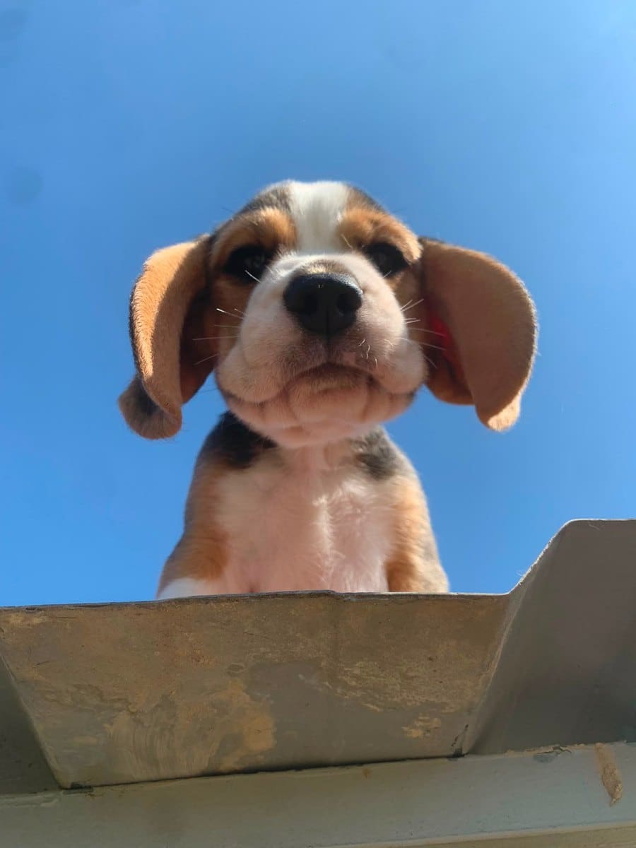 Cachorro Beagle mirando a cámara