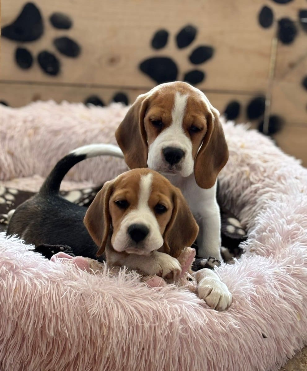 Cachorros Beagle descansando