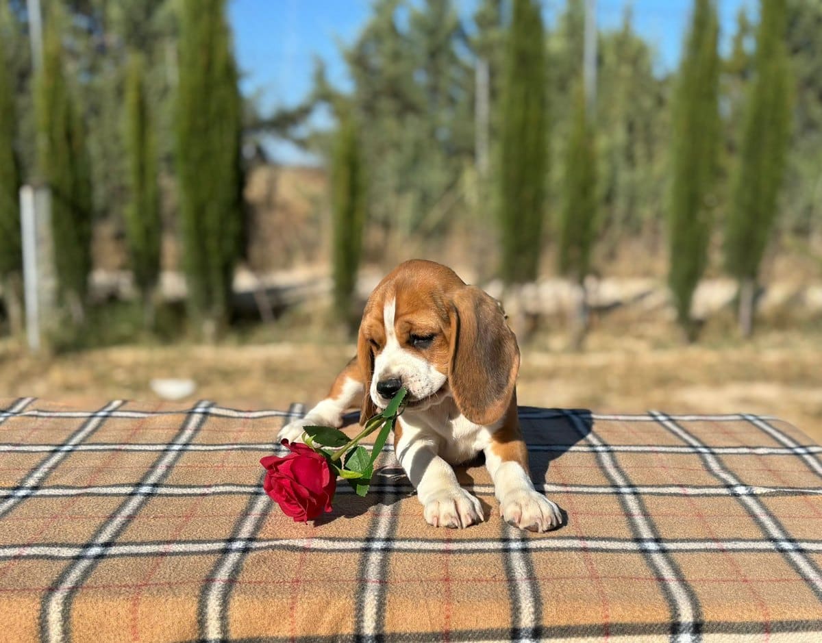 Cachorro Beagle con una rosa