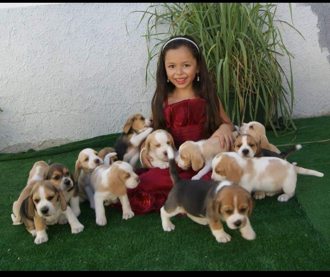 Camada de cachorros Beagle