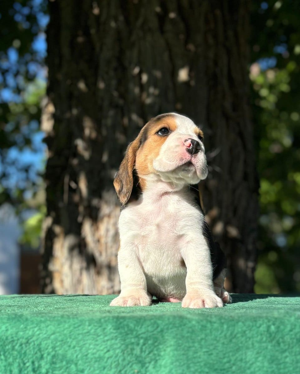 Cachorro Beagle sentado