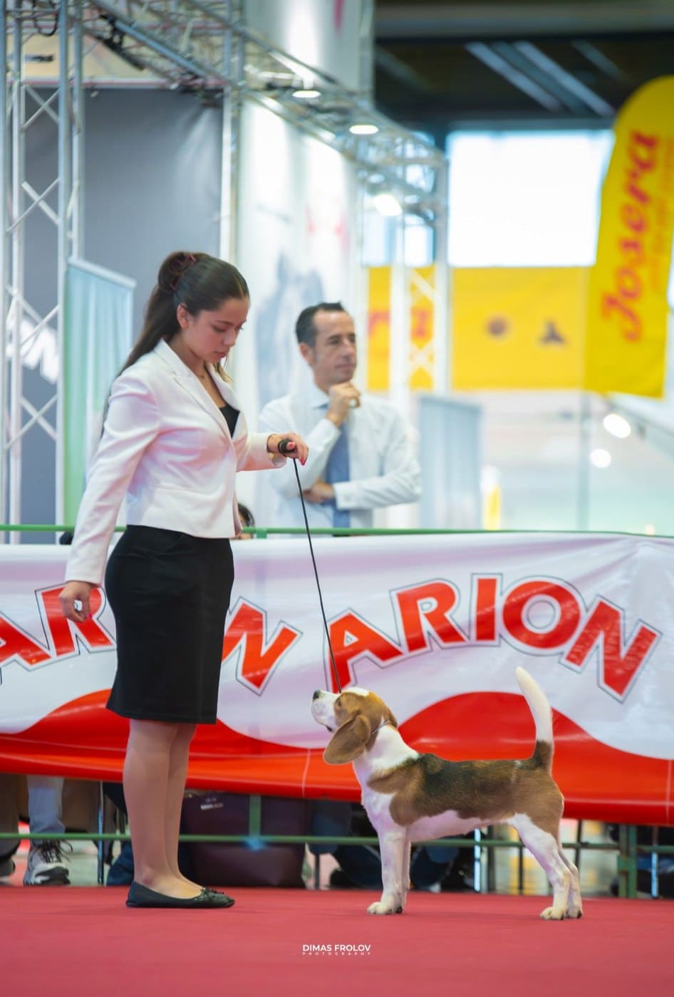 Gringa del Imperio Canino en exposición