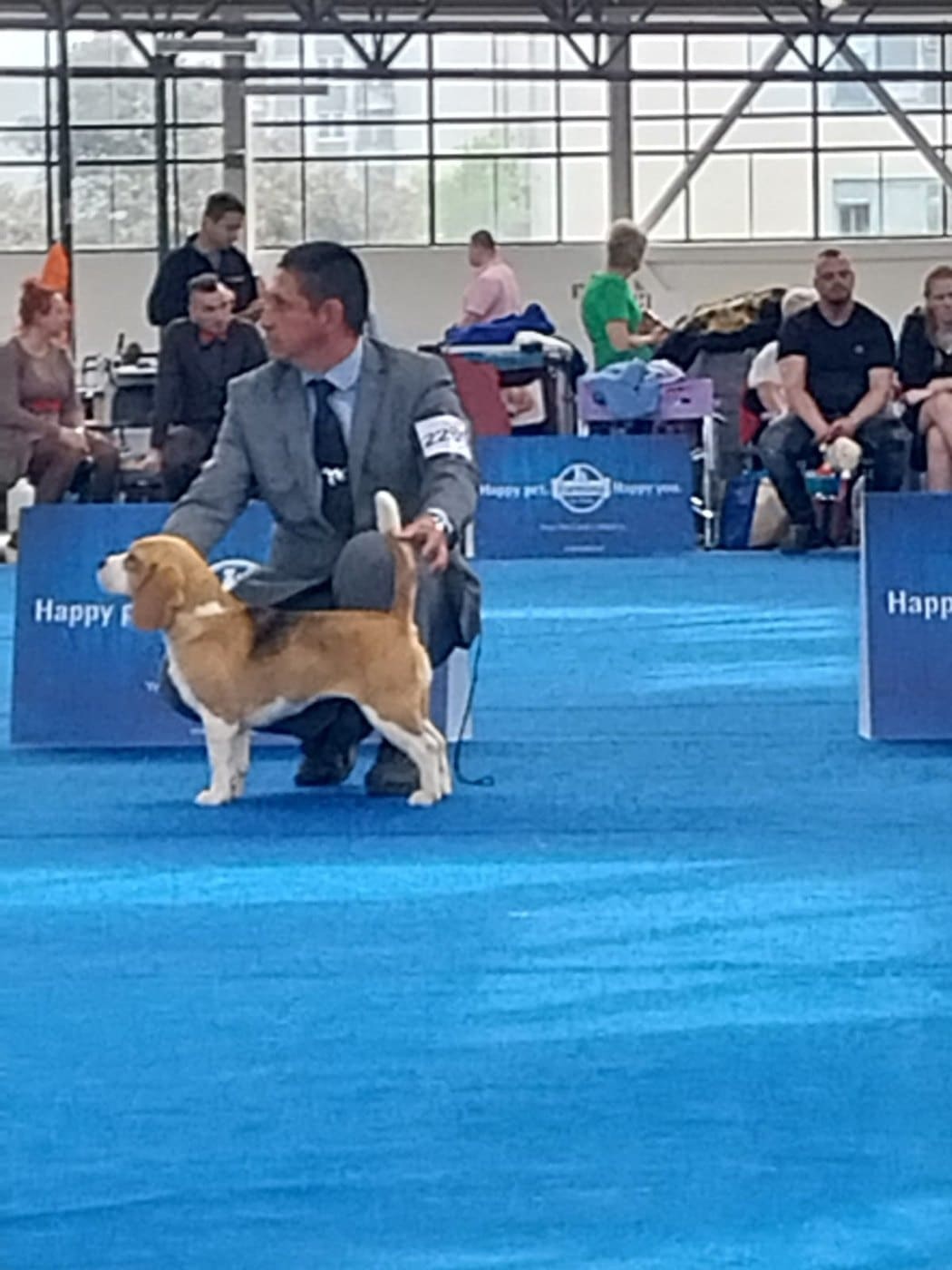 Malú del Imperio Canino, Beagle hembra con pedigree FCI, en el ring de exposición