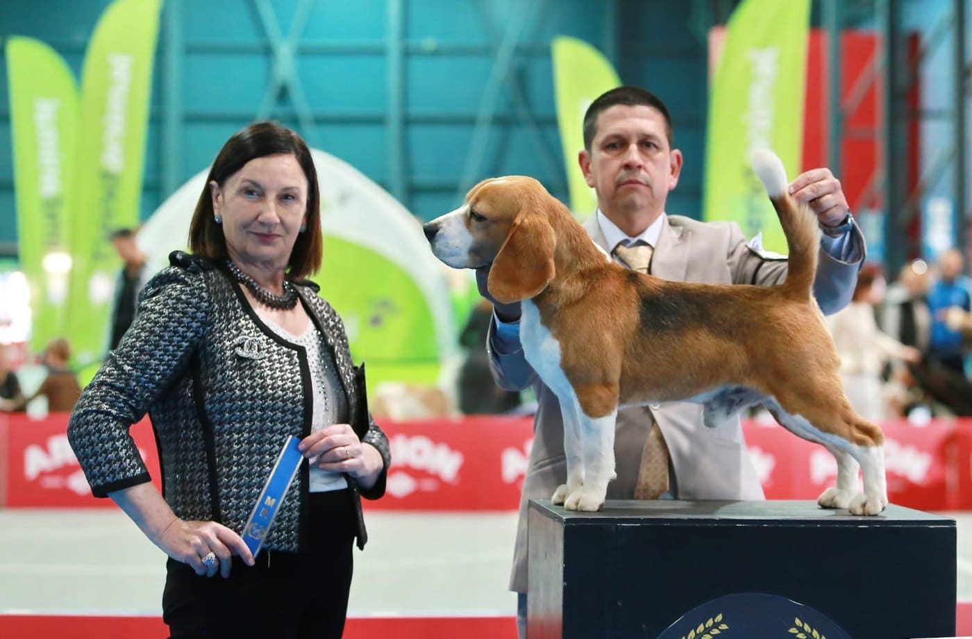 Ñu del Imperio Canino en exposición