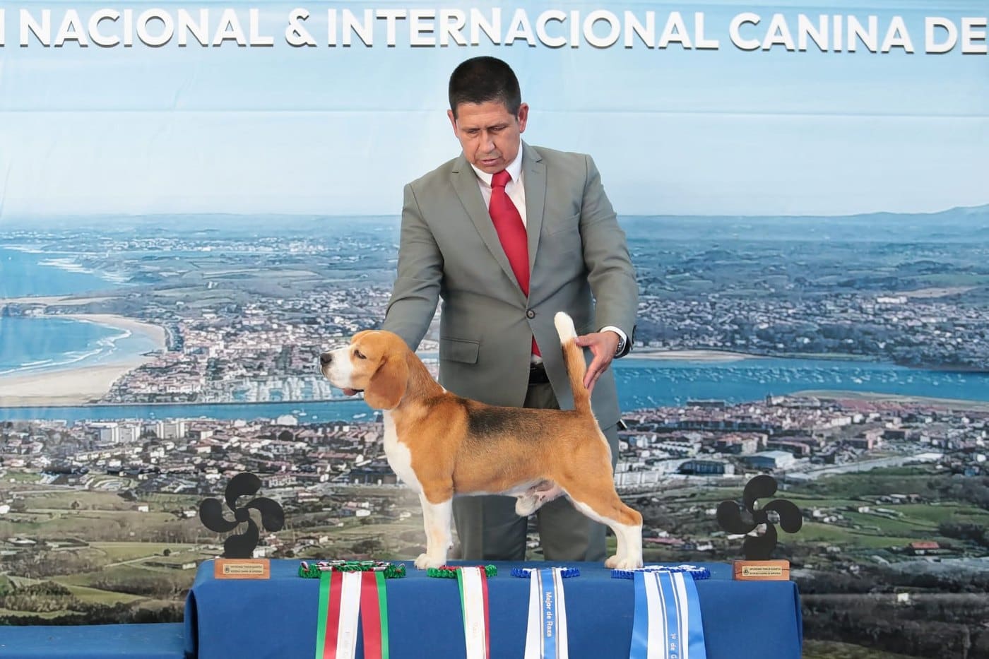 Ñu del Imperio Canino, Beagle con pedigree FCI de El Imperio Canino