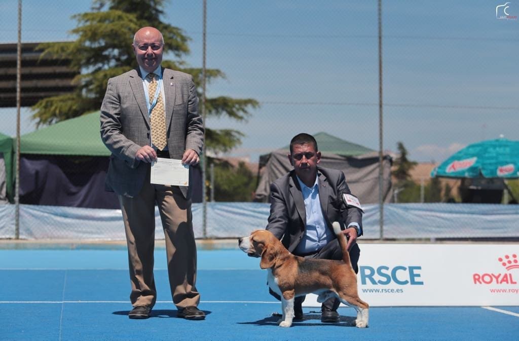 Ñu del Imperio Canino en exposición