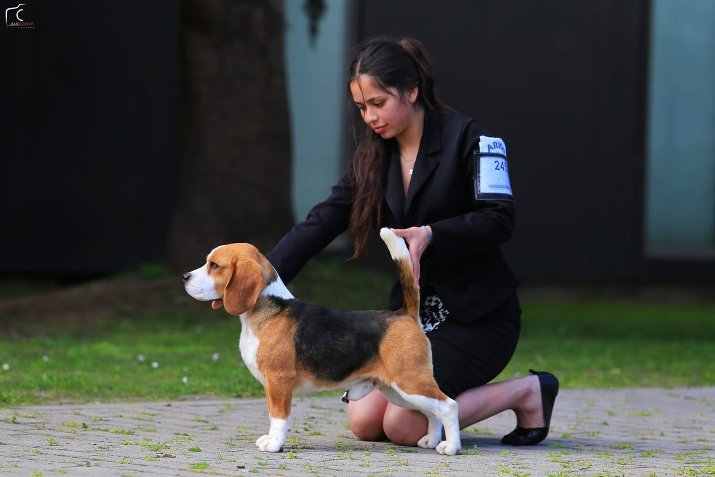 Yin del Imperio Canino en exposición