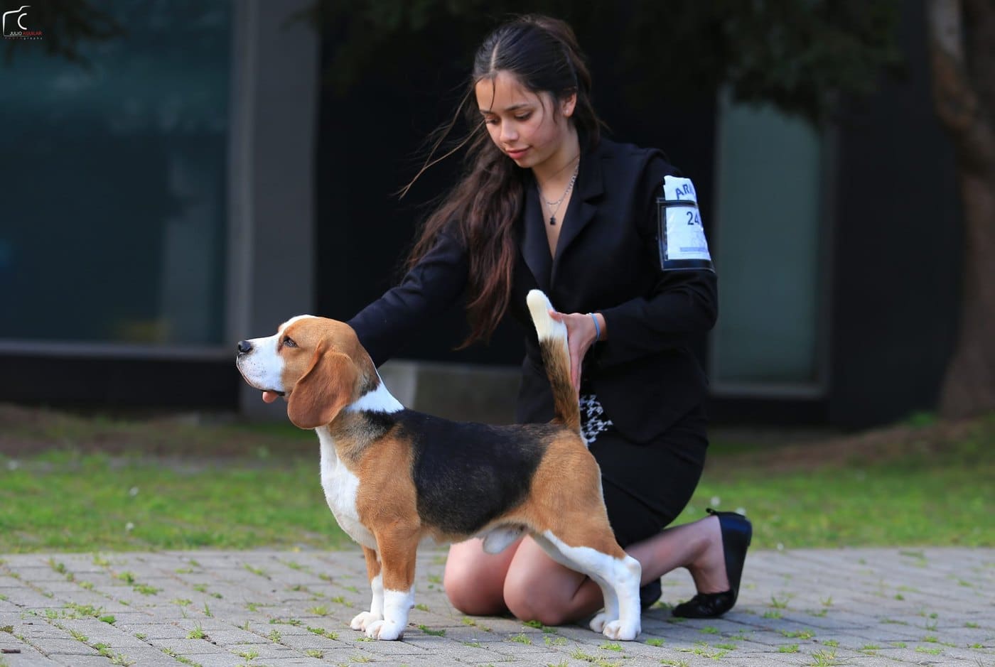 Yin del Imperio Canino en exposición