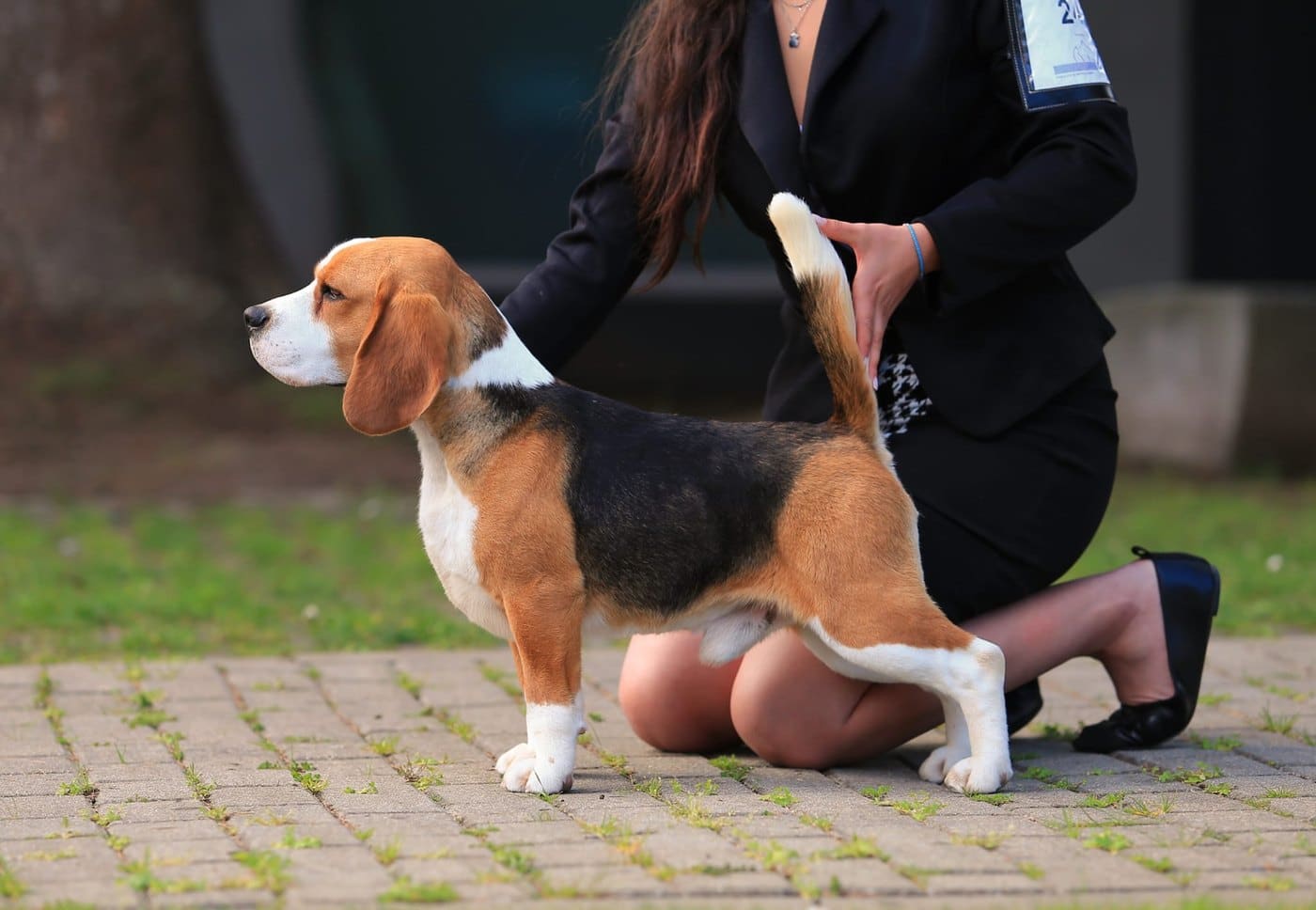 Ch. Sp. Yin del Imperio Canino, Beagle con pedigree FCI de El Imperio Canino